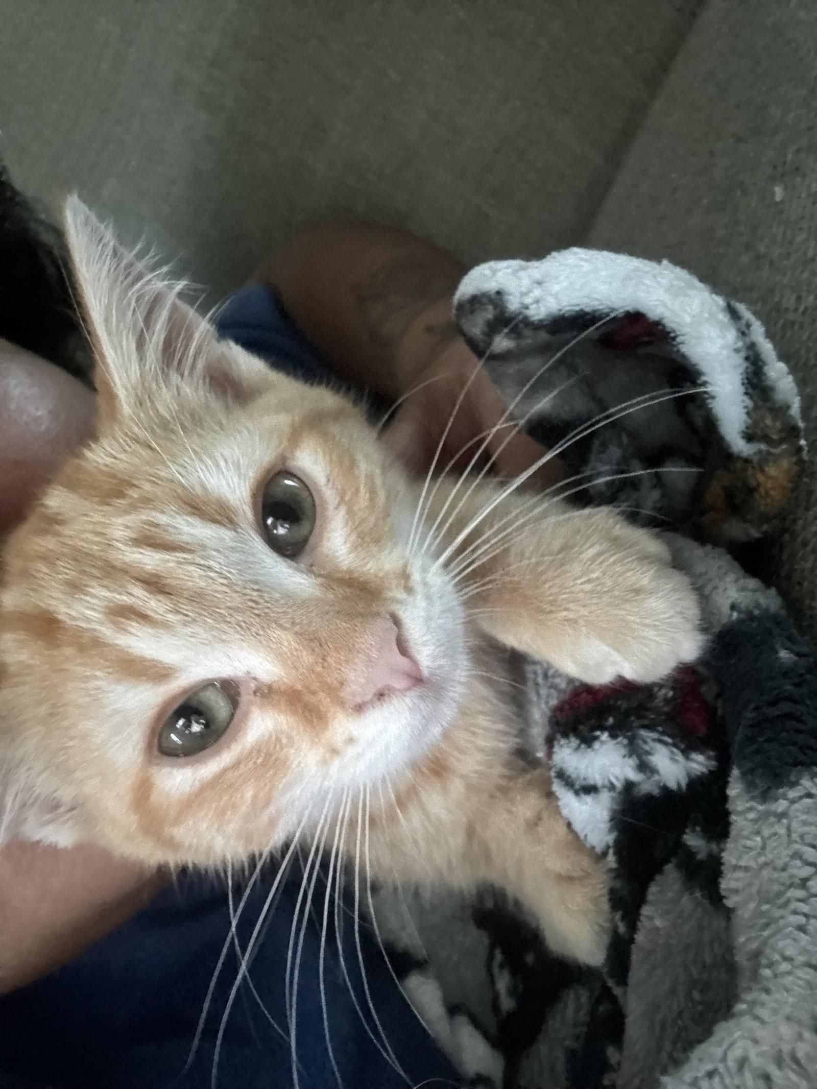 Enlarge Dino-mite, a Adopted Domestic Short Hair in Walled Lake, MI image 2/3