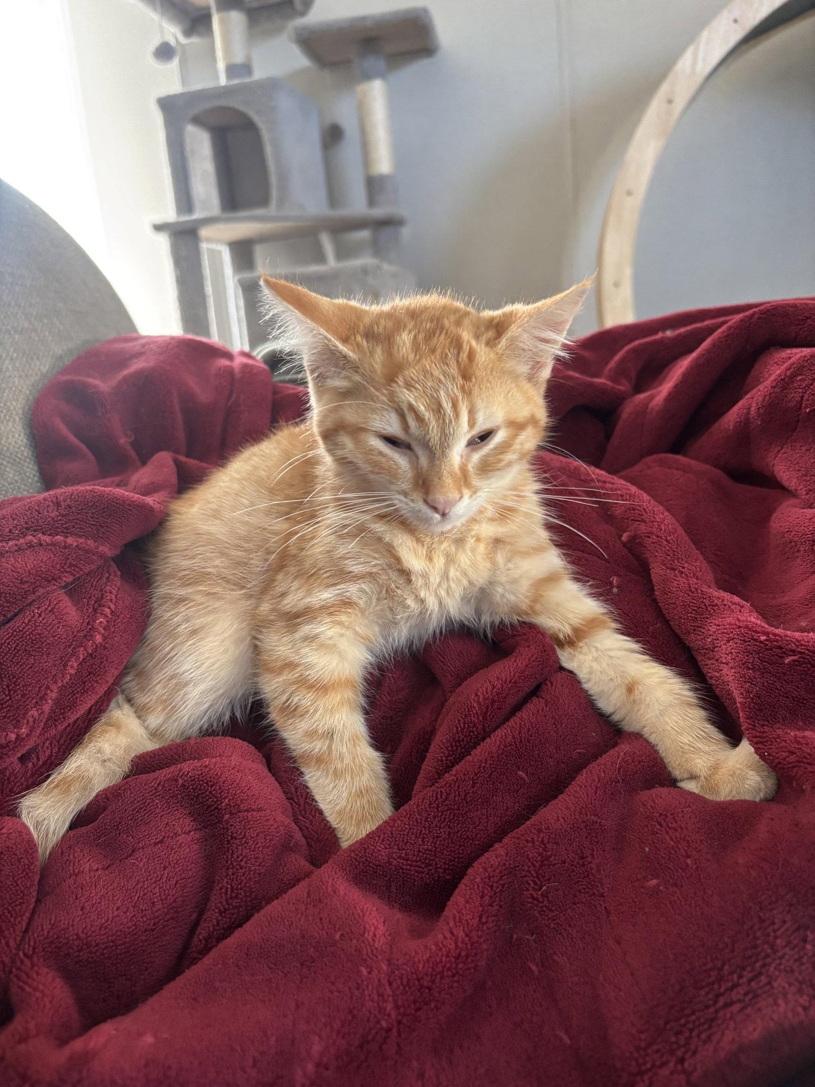 Enlarge Dino-mite, a Adopted Domestic Short Hair in Walled Lake, MI image 3/3