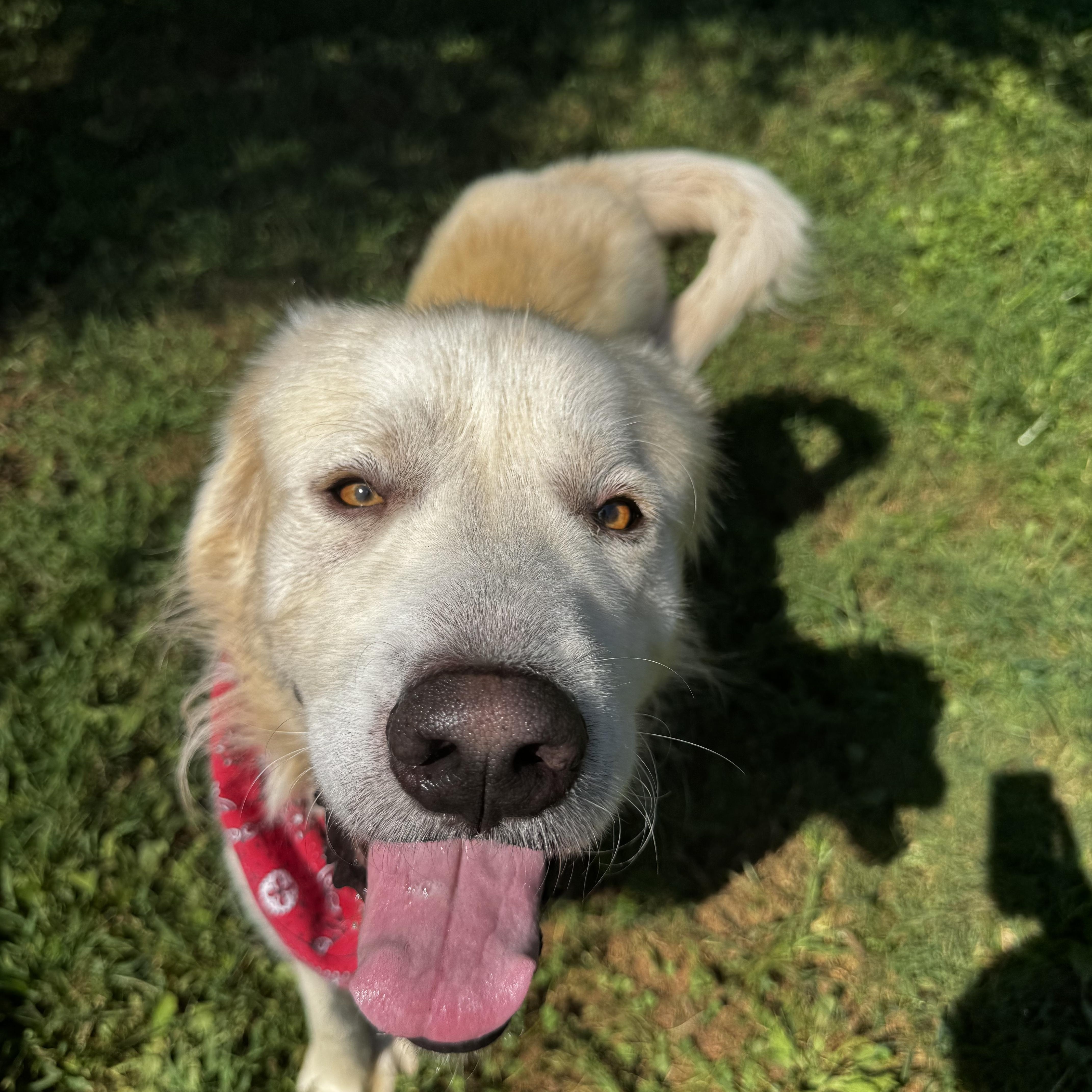 Enlarge Kai, a Adoptable Great Pyrenees in Loudon, TN image 3/3