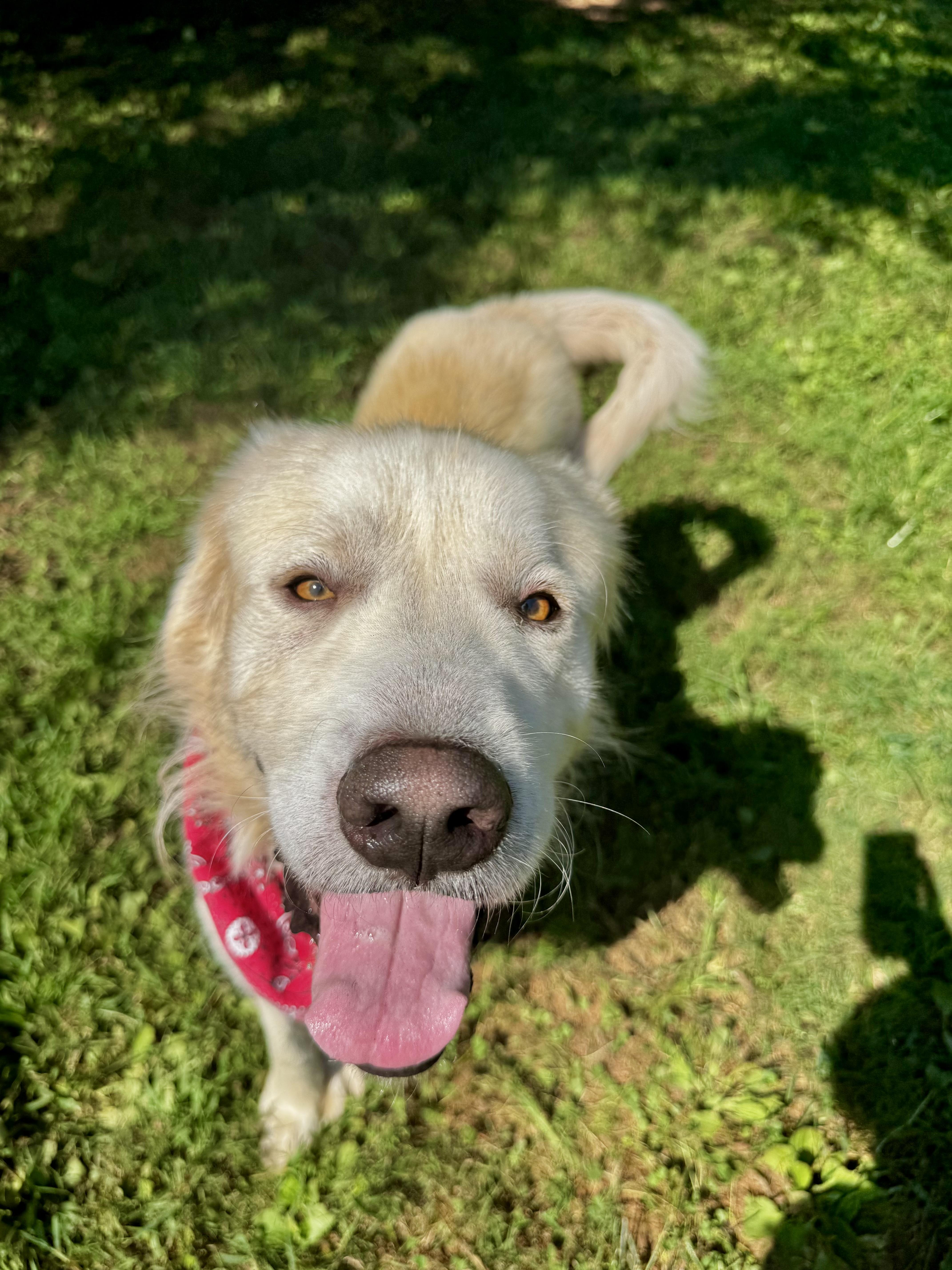Enlarge Kai, a Adoptable Great Pyrenees in Loudon, TN image 1/3