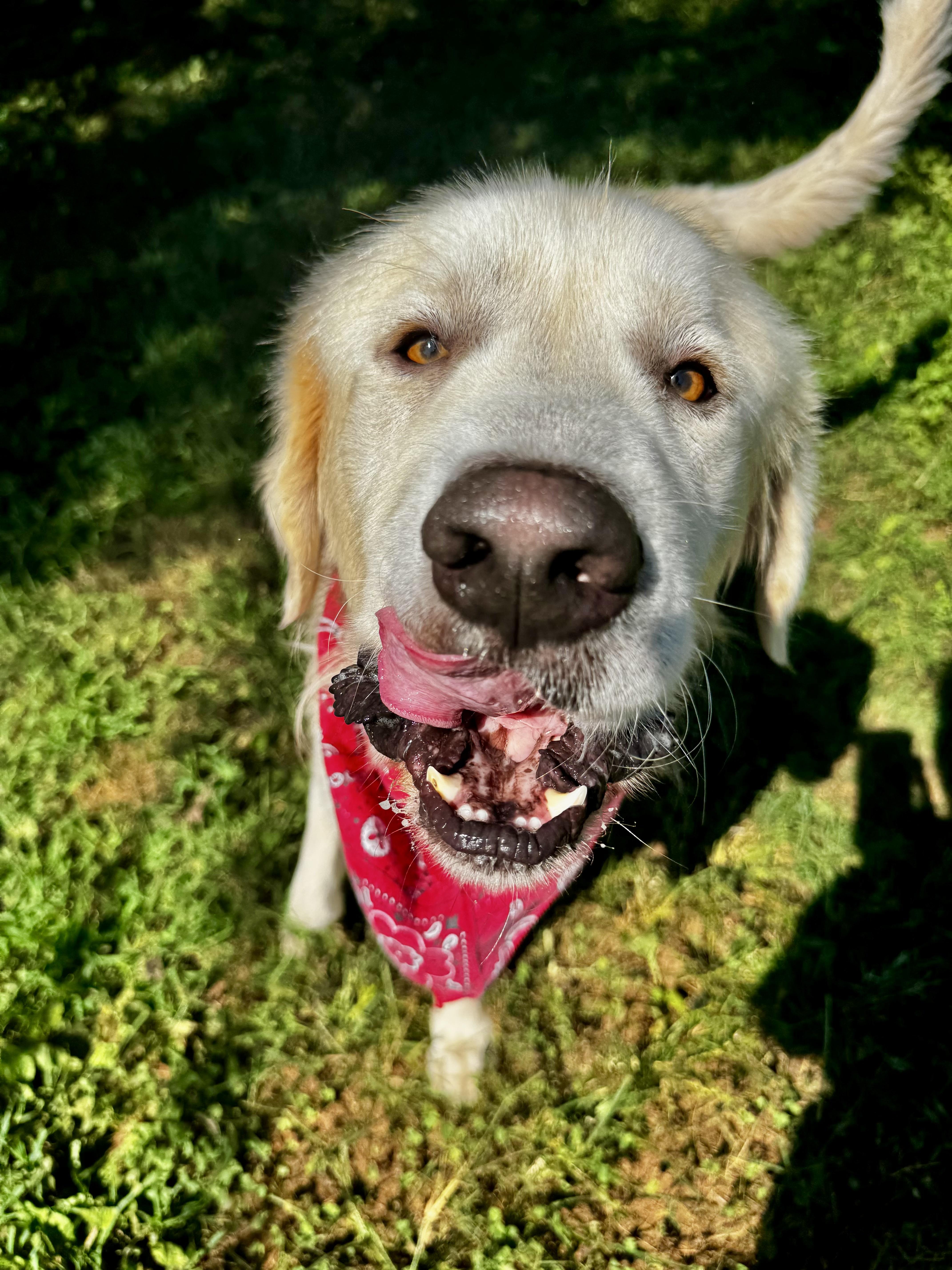 Enlarge Kai, a Adoptable Great Pyrenees in Loudon, TN image 2/3
