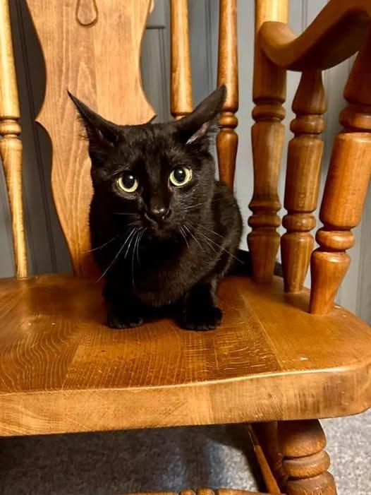 Nimshi, Adoptable, Young Female Domestic Medium Hair.