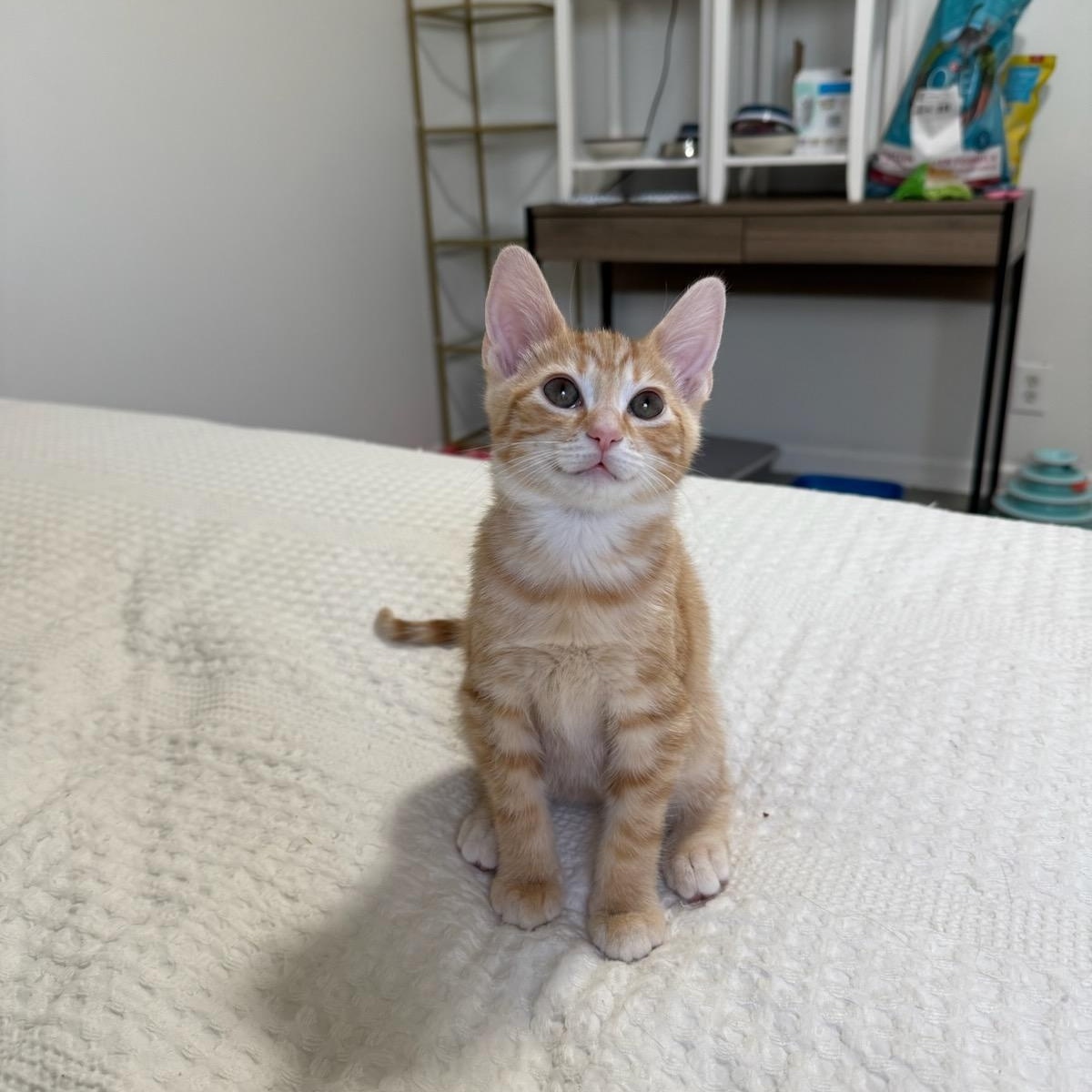 AJ, adopted, Young Male Domestic Short Hair.