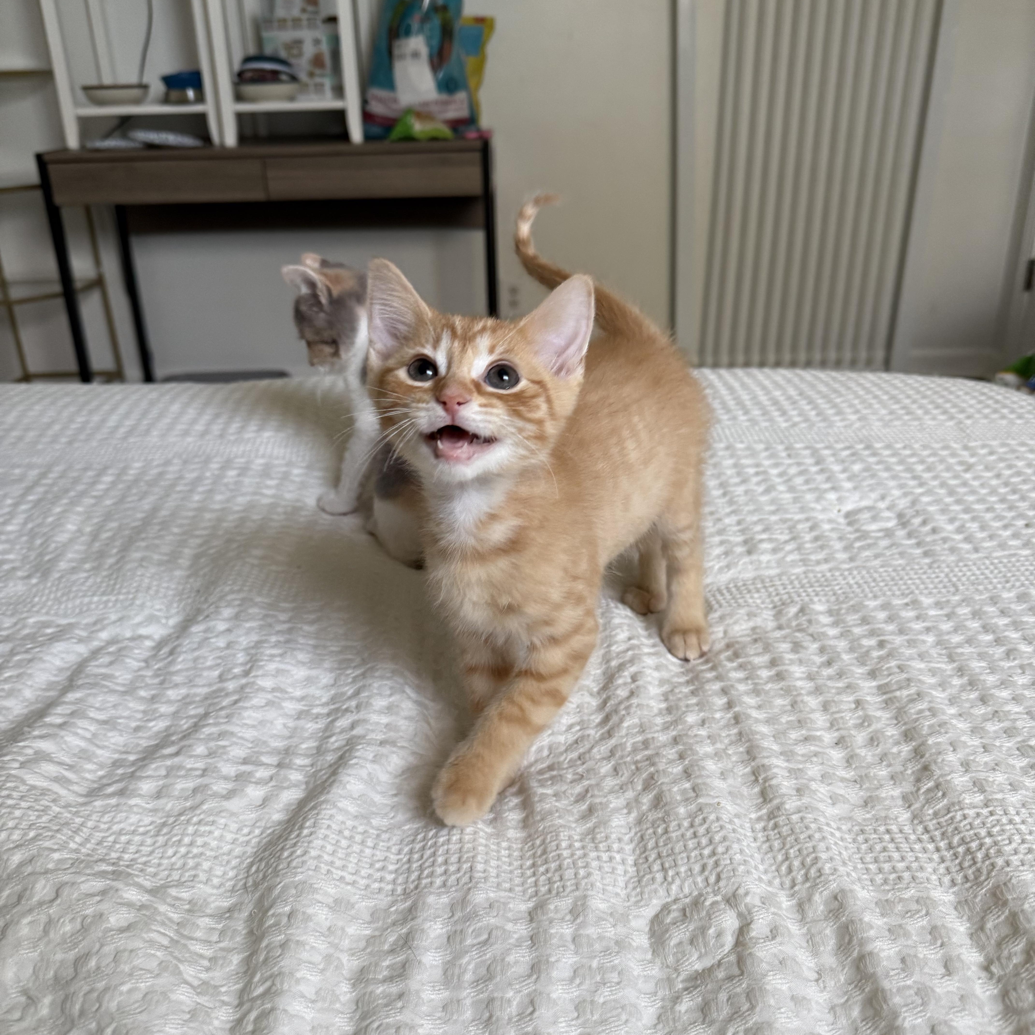 Enlarge AJ, an adopted Domestic Short Hair in Nashville, TN image 2/3