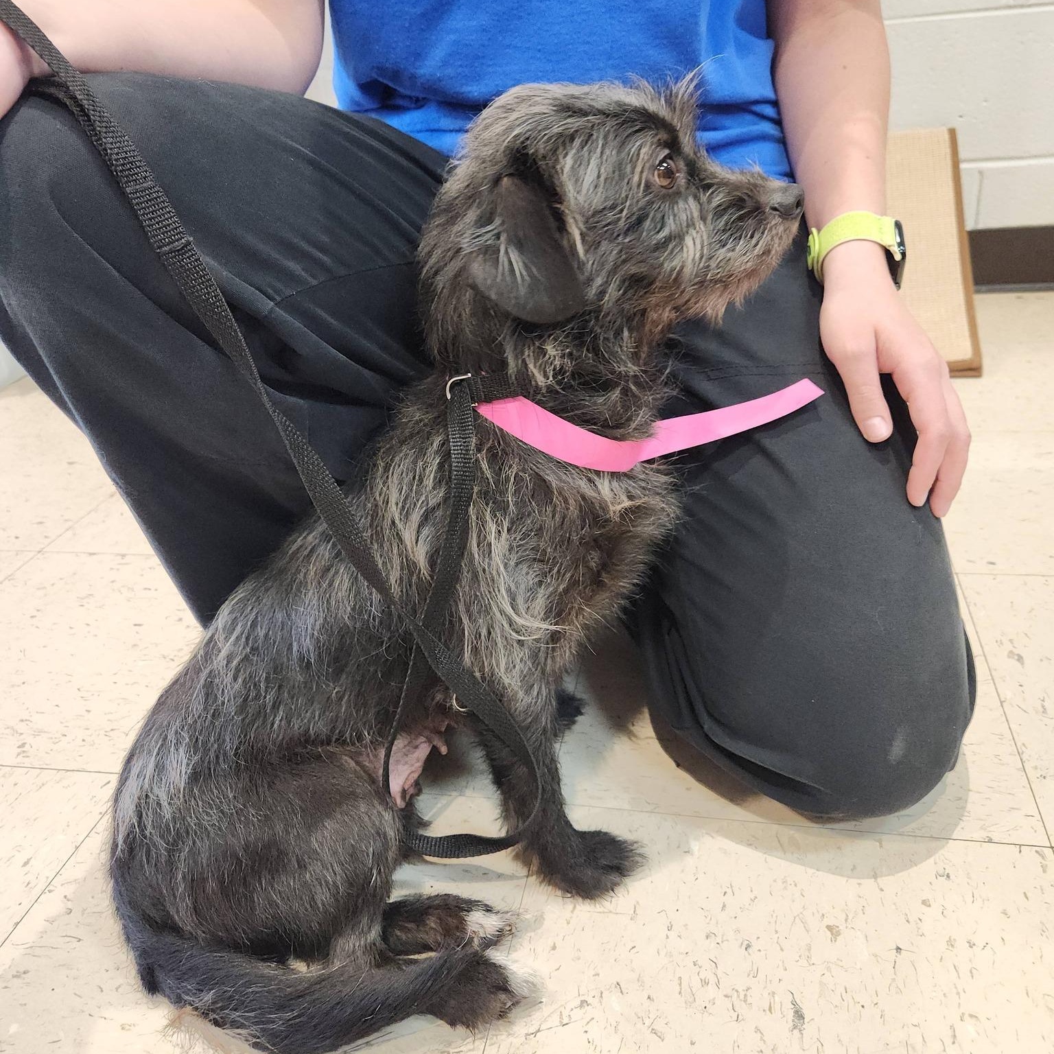 Enlarge Peanut, an adopted mixed breed in Buford, GA image 1/1