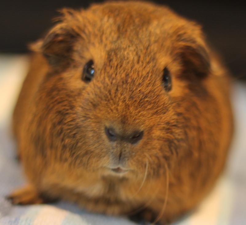 Maurice, ADOPTABLE, Young Male Guinea Pig.