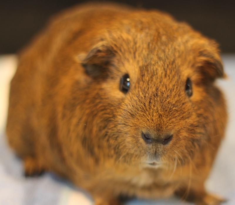 Enlarge Maurice, a ADOPTABLE Guinea Pig in Budd Lake, NJ image 6/6