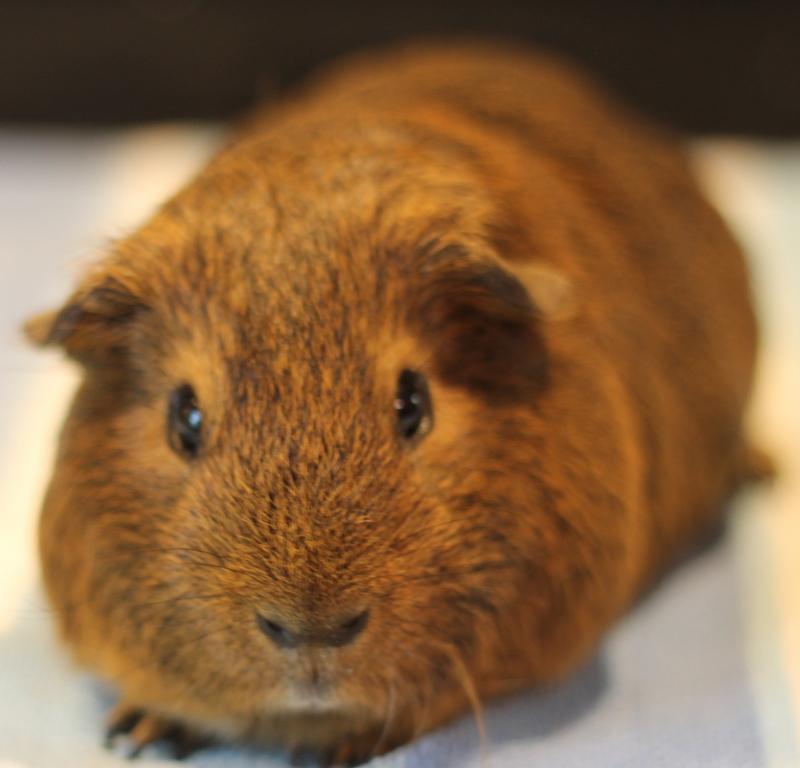 Enlarge Maurice, a ADOPTABLE Guinea Pig in Budd Lake, NJ image 4/6