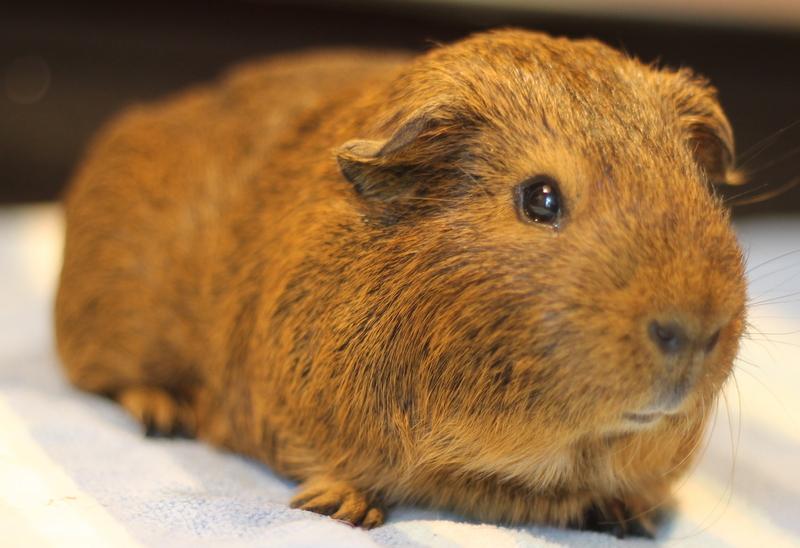 Enlarge Maurice, a ADOPTABLE Guinea Pig in Budd Lake, NJ image 2/6