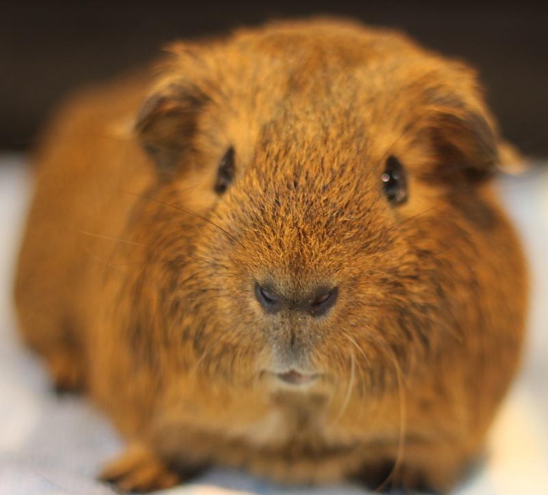 Enlarge Maurice, a ADOPTABLE Guinea Pig in Budd Lake, NJ image 3/6