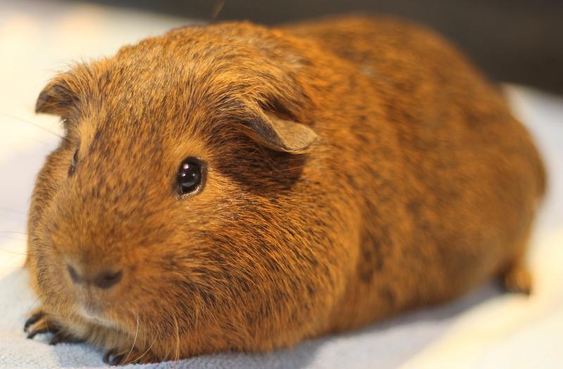 Enlarge Maurice, a ADOPTABLE Guinea Pig in Budd Lake, NJ image 5/6