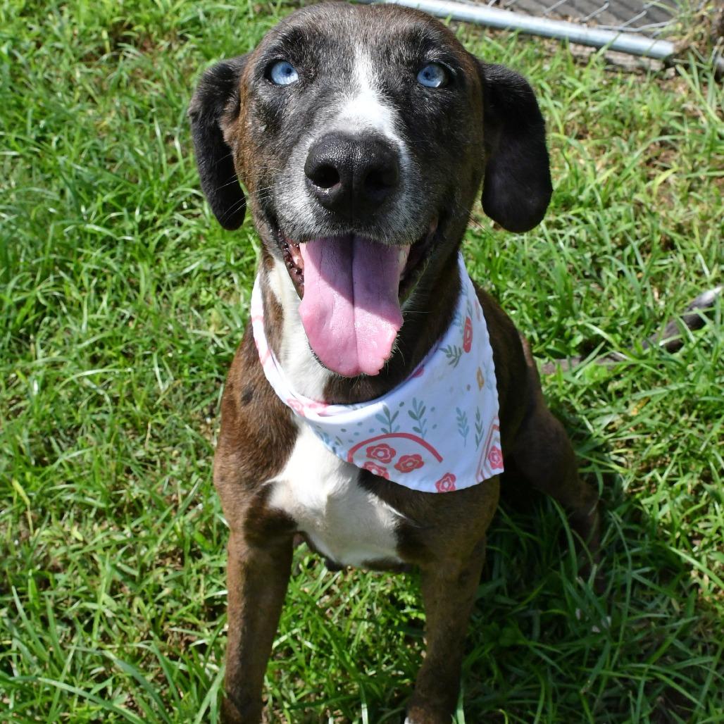Laurie, Adoptable, Adult Female Catahoula Leopard Dog.