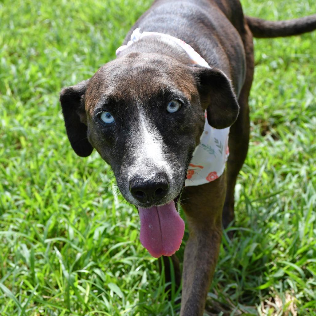 Enlarge Laurie, a Adoptable Catahoula Leopard Dog in Beaumont, TX image 2/6