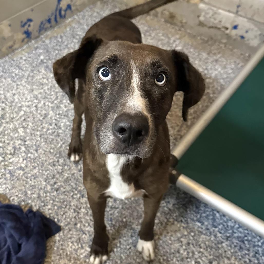 Enlarge Laurie, a Adoptable Catahoula Leopard Dog in Beaumont, TX image 3/6