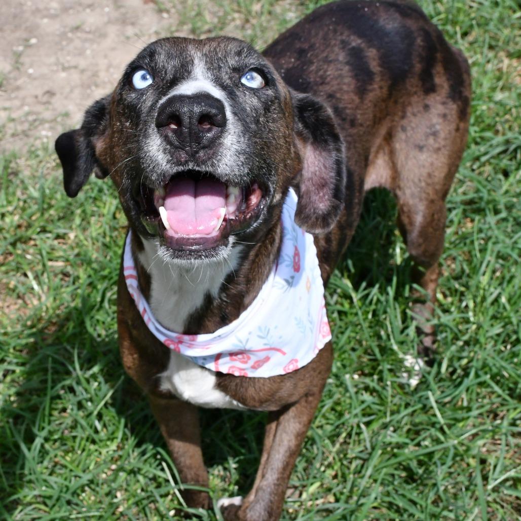 Enlarge Laurie, a Adoptable Catahoula Leopard Dog in Beaumont, TX image 4/6