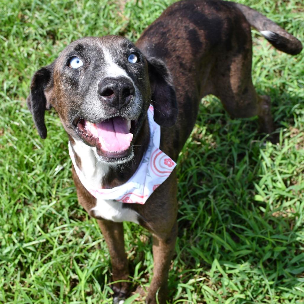 Enlarge Laurie, a Adoptable Catahoula Leopard Dog in Beaumont, TX image 5/6