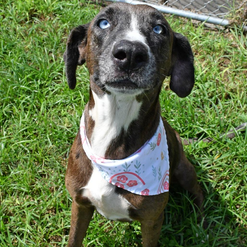 Enlarge Laurie, a Adoptable Catahoula Leopard Dog in Beaumont, TX image 6/6