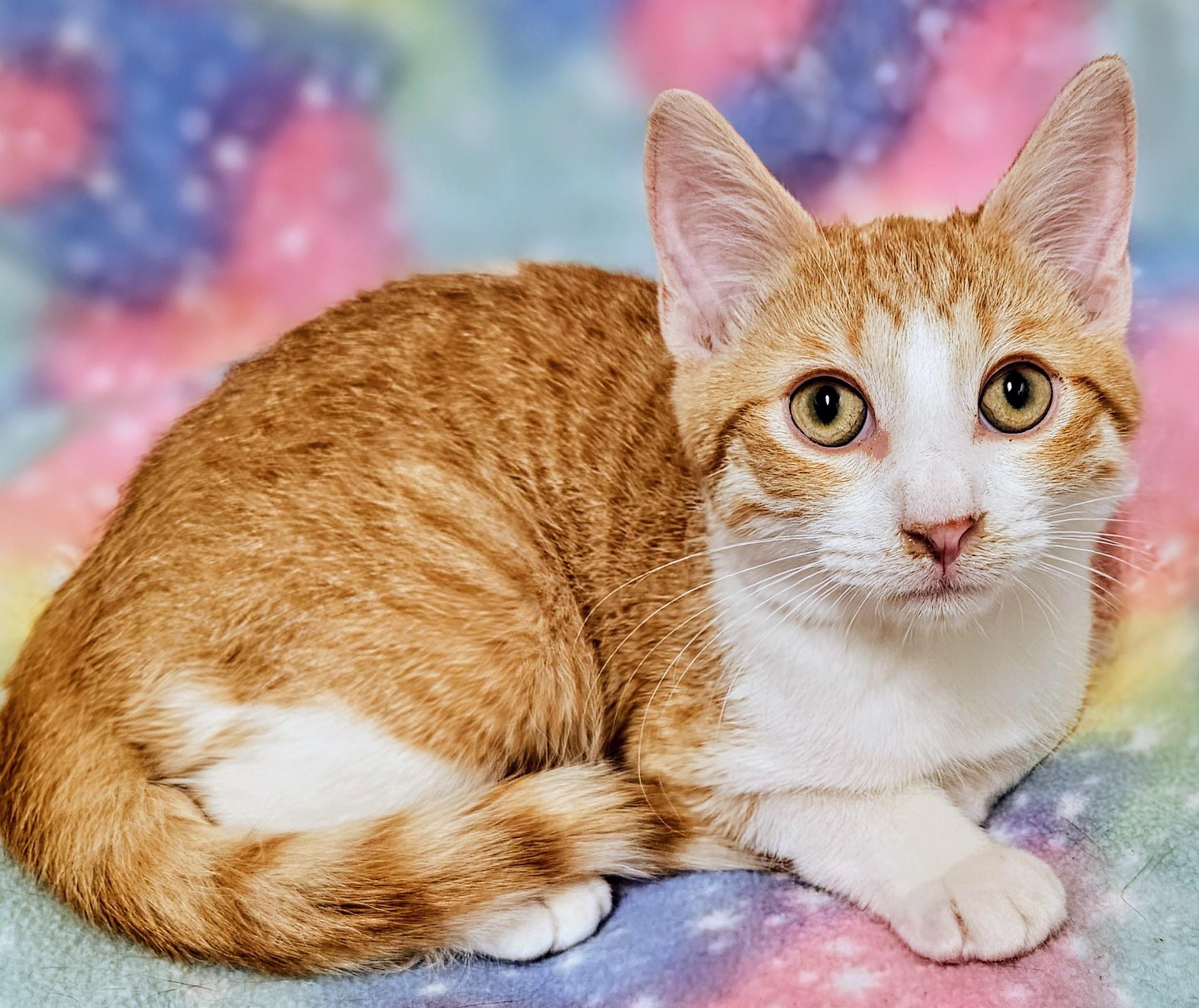 Enlarge Merlin - Rancho Cucamonga PetSmart, a Adoptable Domestic Short Hair in Rancho Cucamonga, CA image 2/2