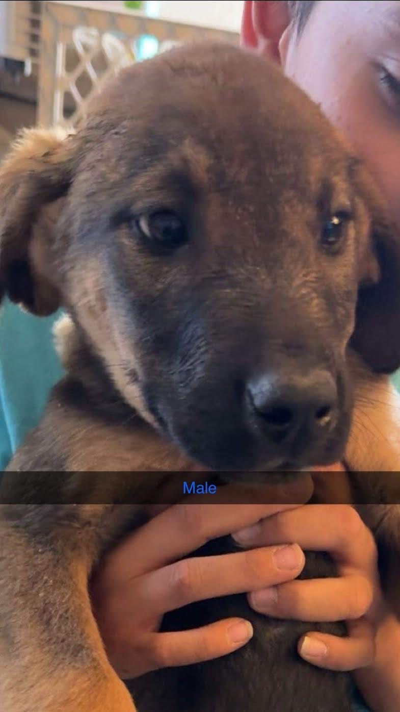 Chacha (Puppy 4), an adopted Labrador Retriever & Saint Bernard Mix in Williamsburg, NM_image-1