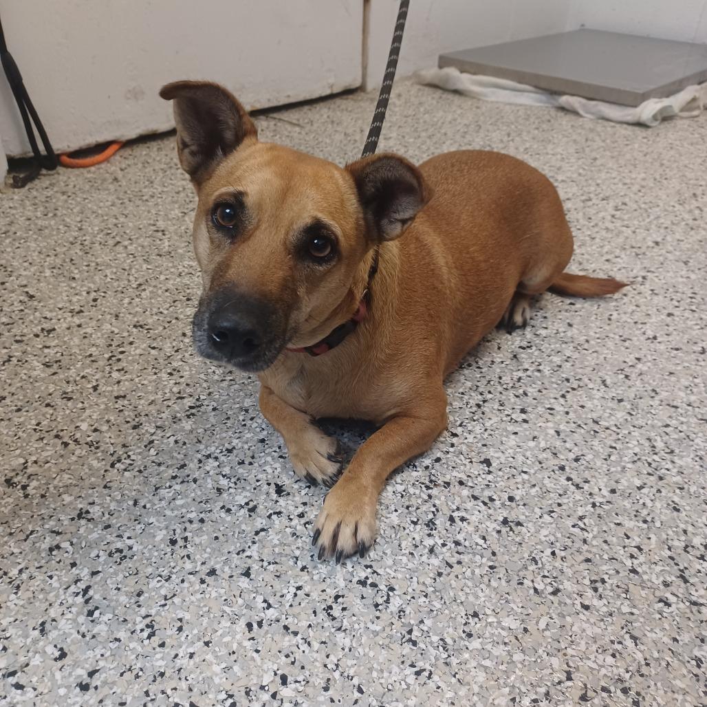Dottie, Adoptable, Adult Female Dachshund & Black Mouth Cur.