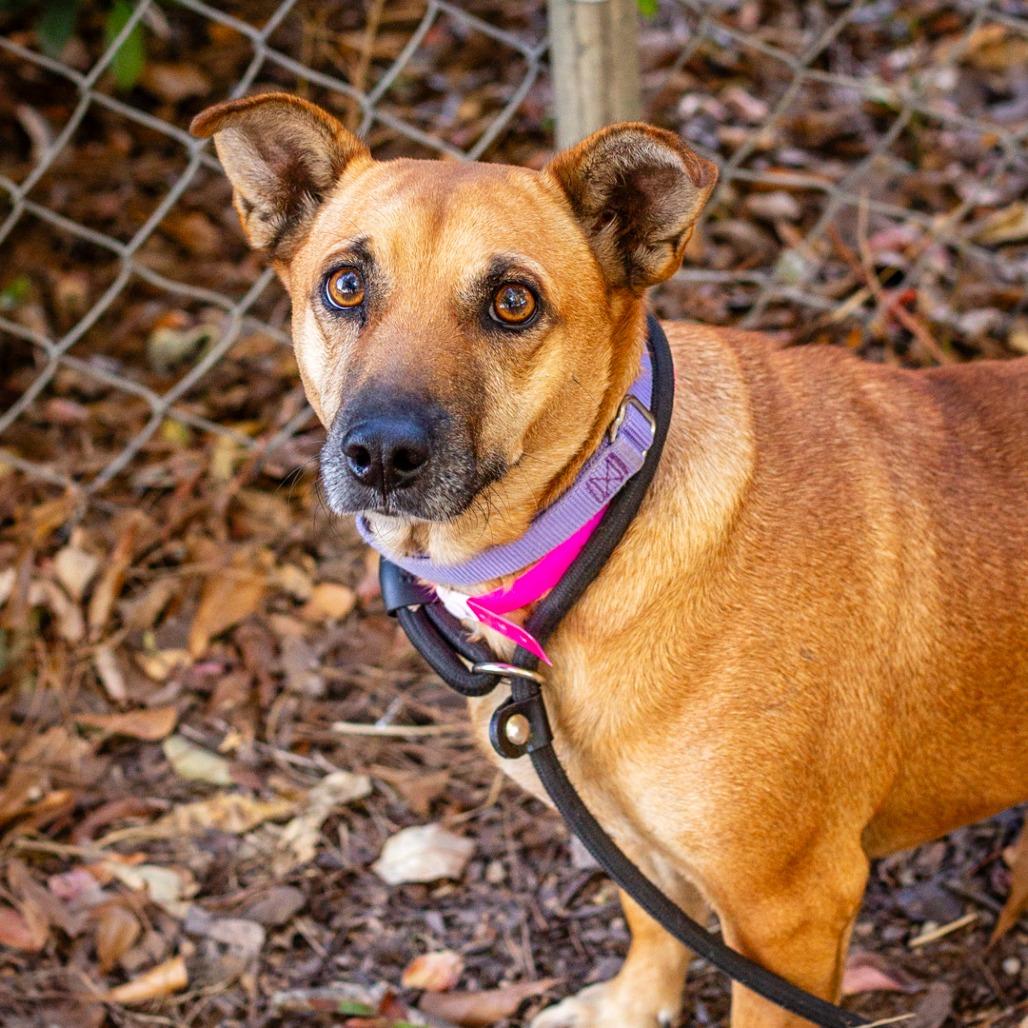Enlarge Dottie, a Adoptable mixed breed in Hattiesburg, MS image 2/3