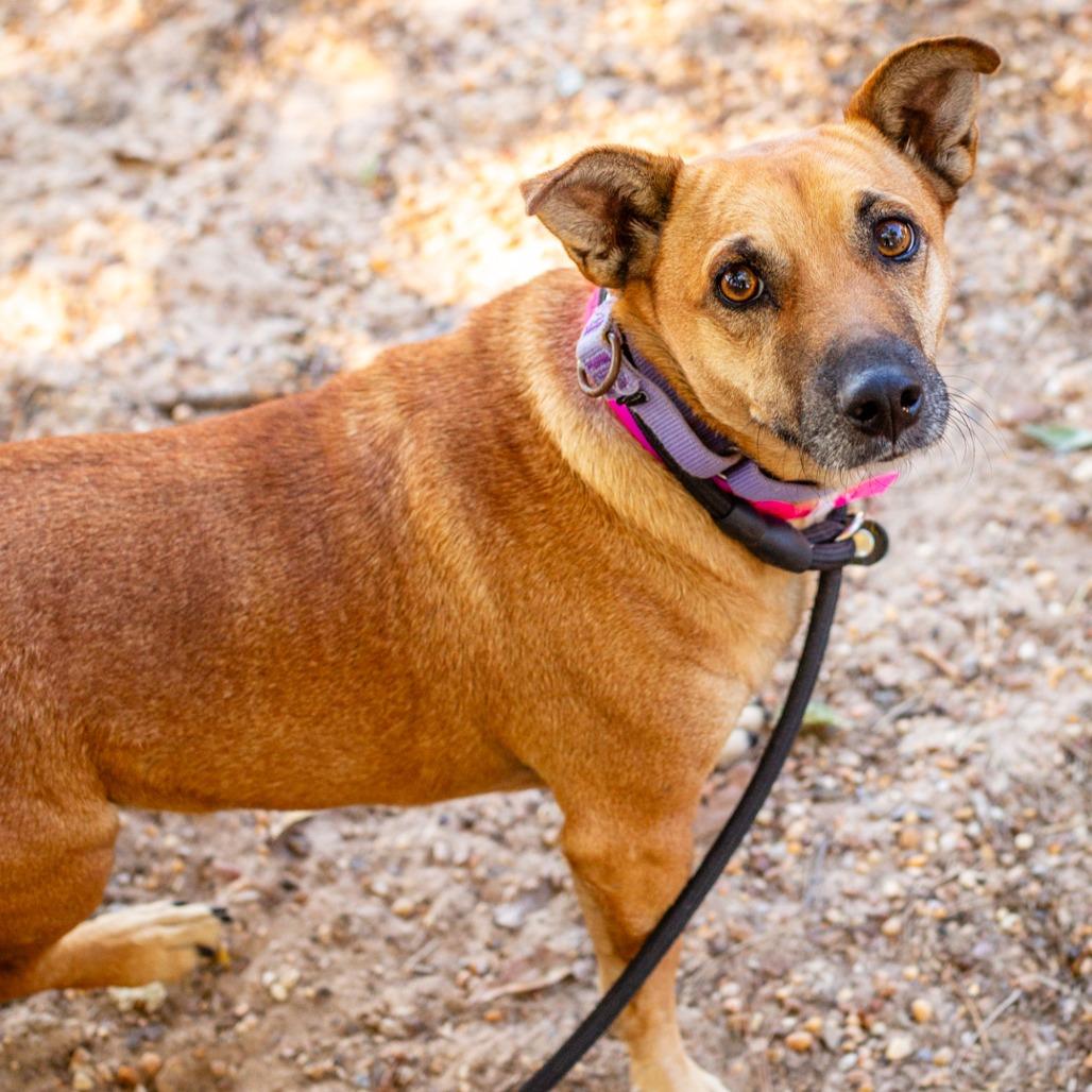 Enlarge Dottie, a Adoptable mixed breed in Hattiesburg, MS image 3/3