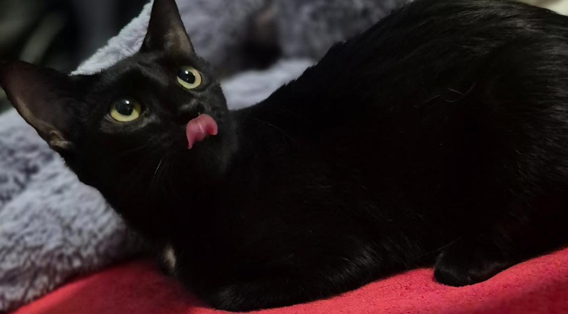 Enlarge Betty, a Adopted Domestic Short Hair in Phoenix, AZ image 1/4