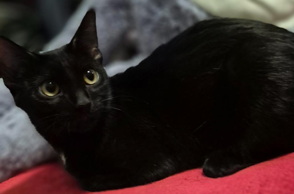 Enlarge Betty, a Adopted Domestic Short Hair in Phoenix, AZ image 2/4