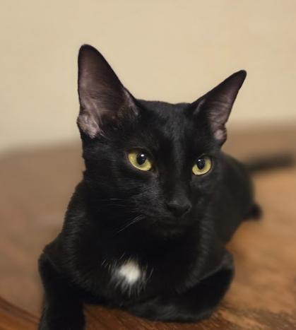 Enlarge Betty, a Adopted Domestic Short Hair in Phoenix, AZ image 3/4