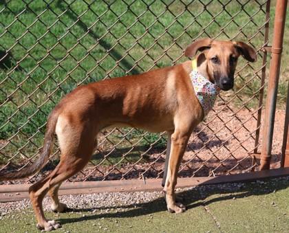 Enlarge Eileen, a Adoptable Mixed Breed in Athens, GA image 3/3