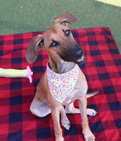 Enlarge Eileen, a Adoptable Mixed Breed in Athens, GA image 2/3