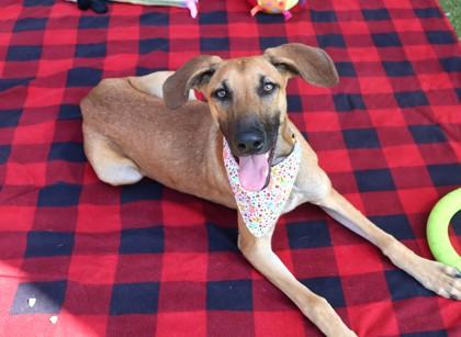 Enlarge Eileen, a Adoptable Mixed Breed in Athens, GA image 1/3