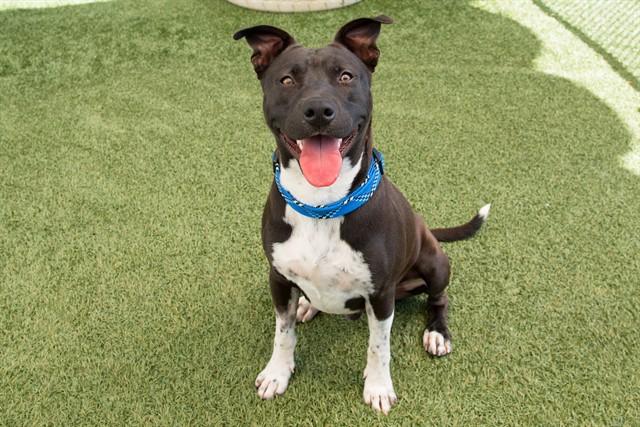 DUBS, Adoptable, Young Male Pit Bull Terrier & Mixed Breed.