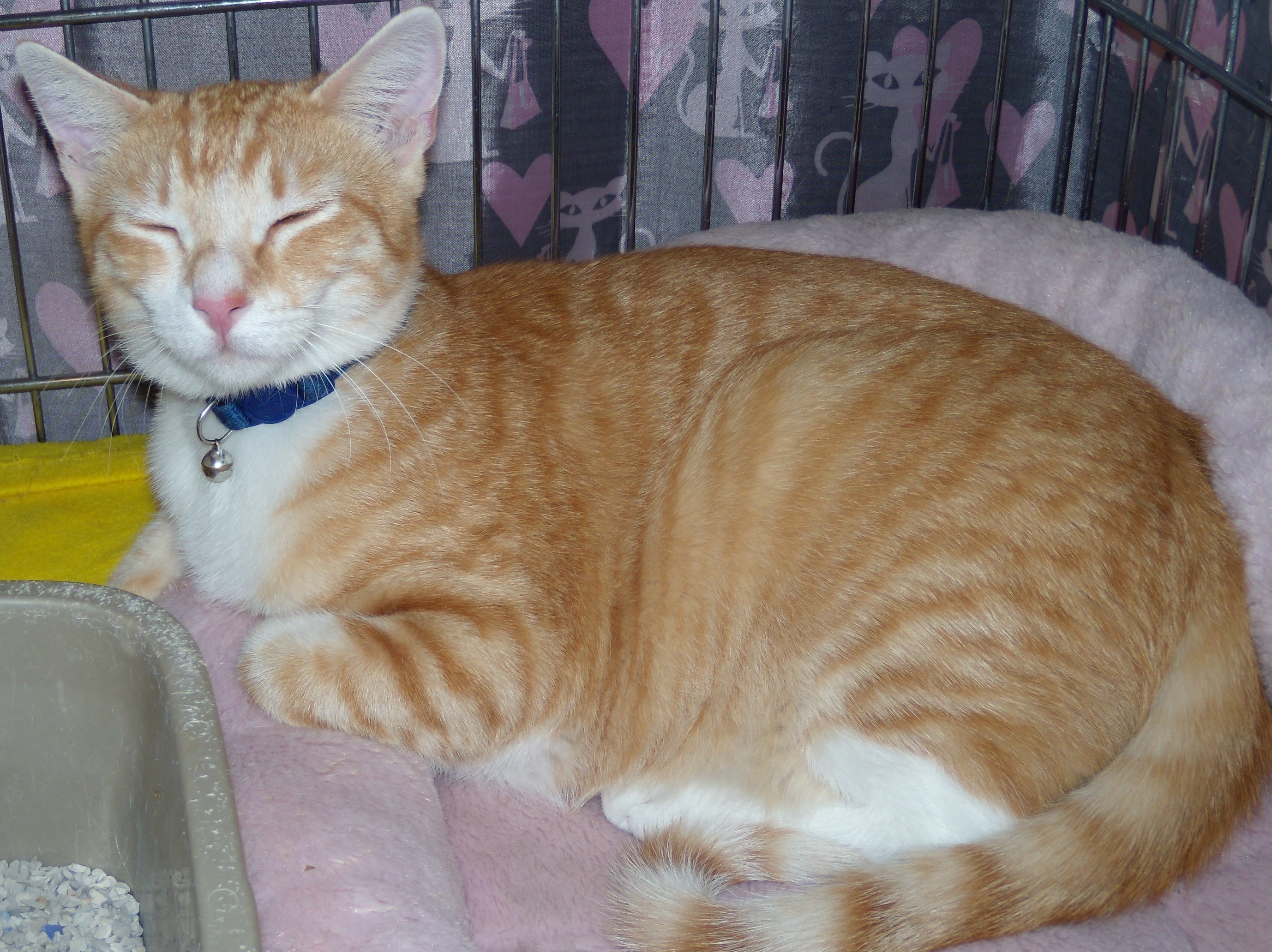 Enlarge Charon, a Adoptable Tabby in Albuquerque, NM image 1/2