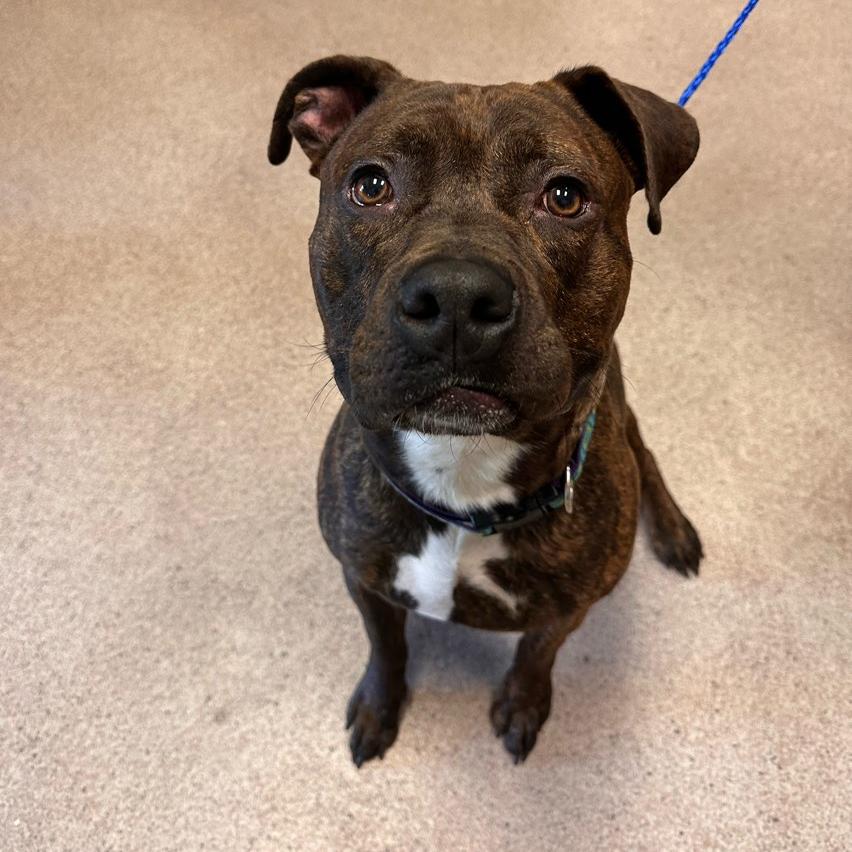 Milo, Adoptable, Adult Male Pit Bull Terrier.