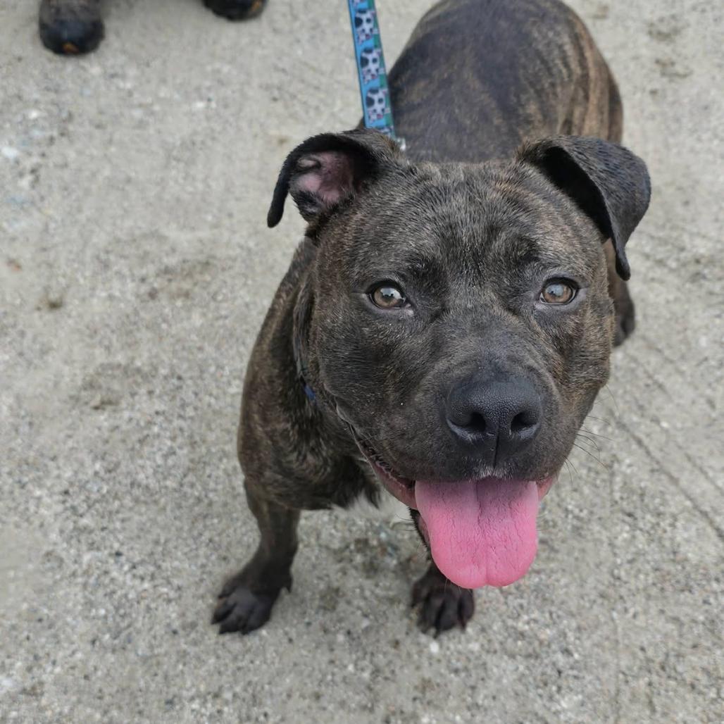 Enlarge Milo, a Adoptable Pit Bull Terrier in Conway, NH image 2/4
