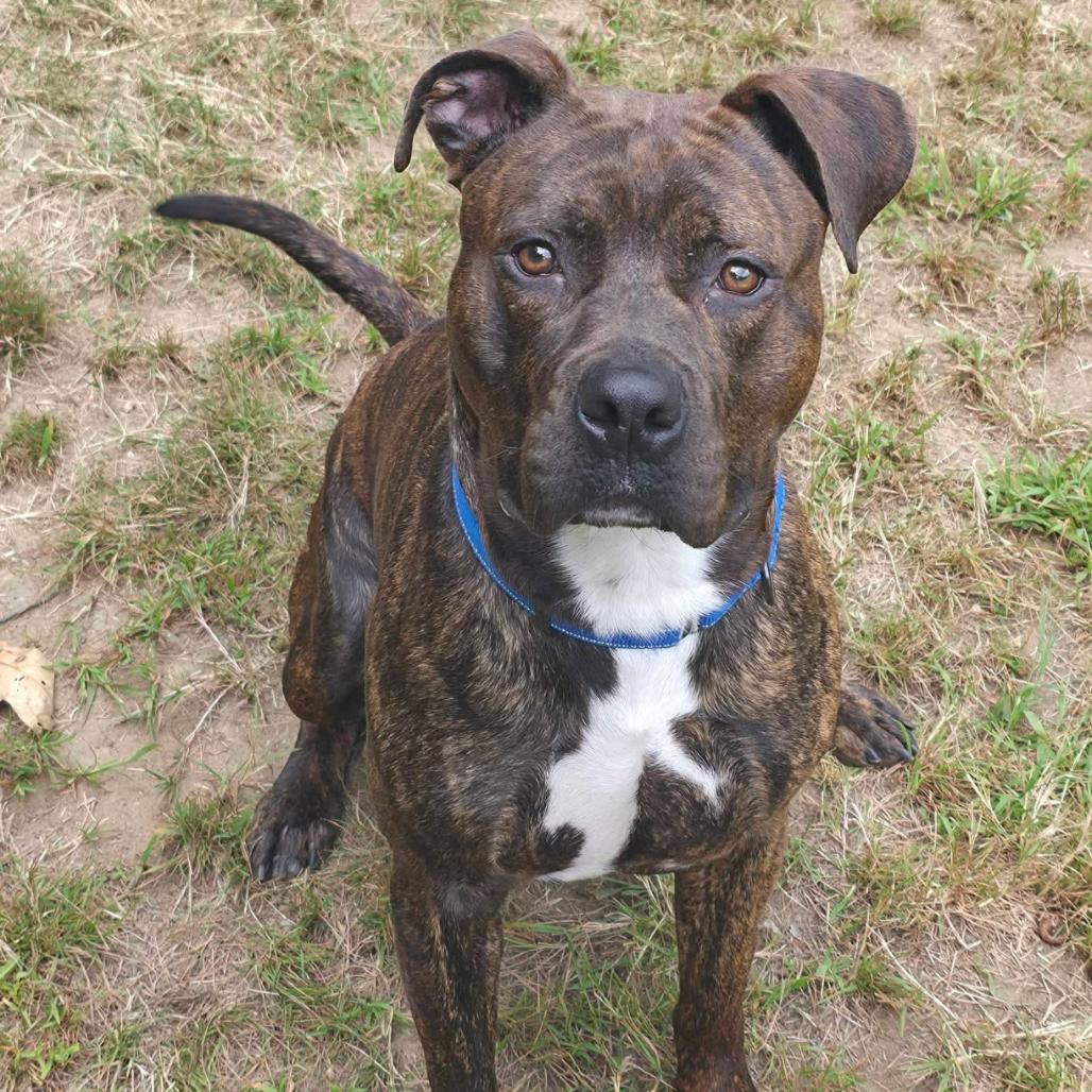 Enlarge Milo, a Adoptable Pit Bull Terrier in Conway, NH image 3/4