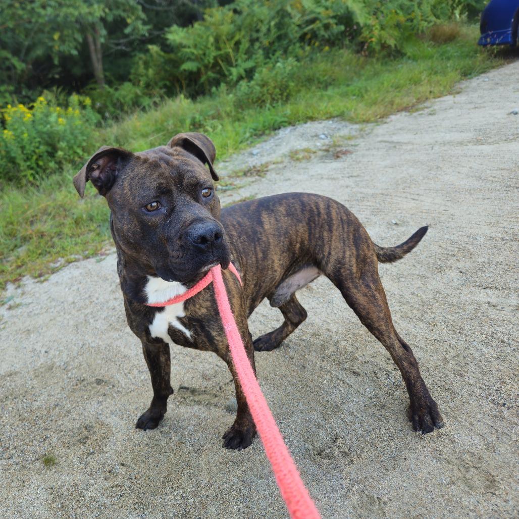 Enlarge Milo, a Adoptable Pit Bull Terrier in Conway, NH image 4/4
