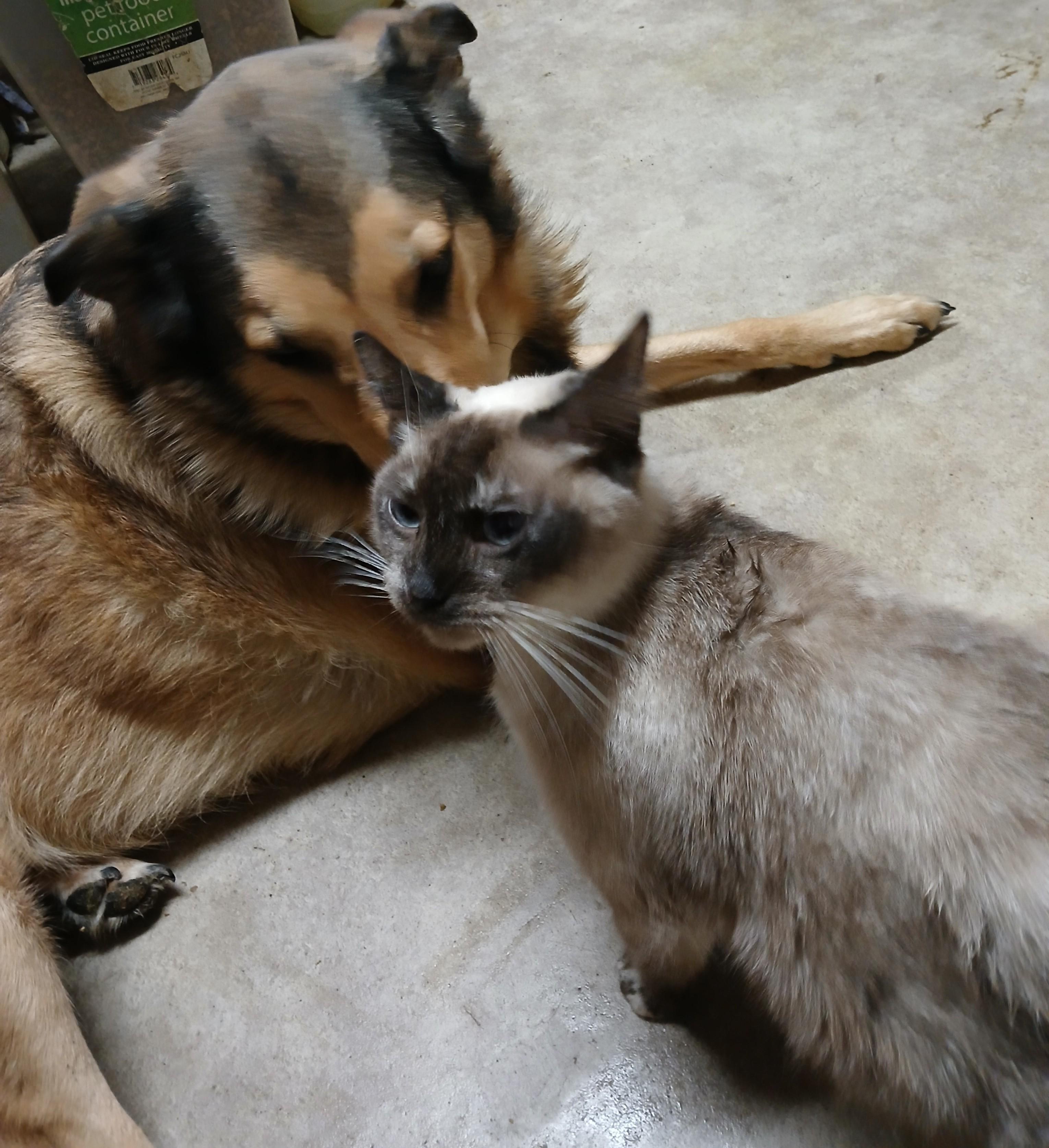 Lava Lamp Lullaby, a Adoptable Siamese in Eaton Rapids, MI image 6/6