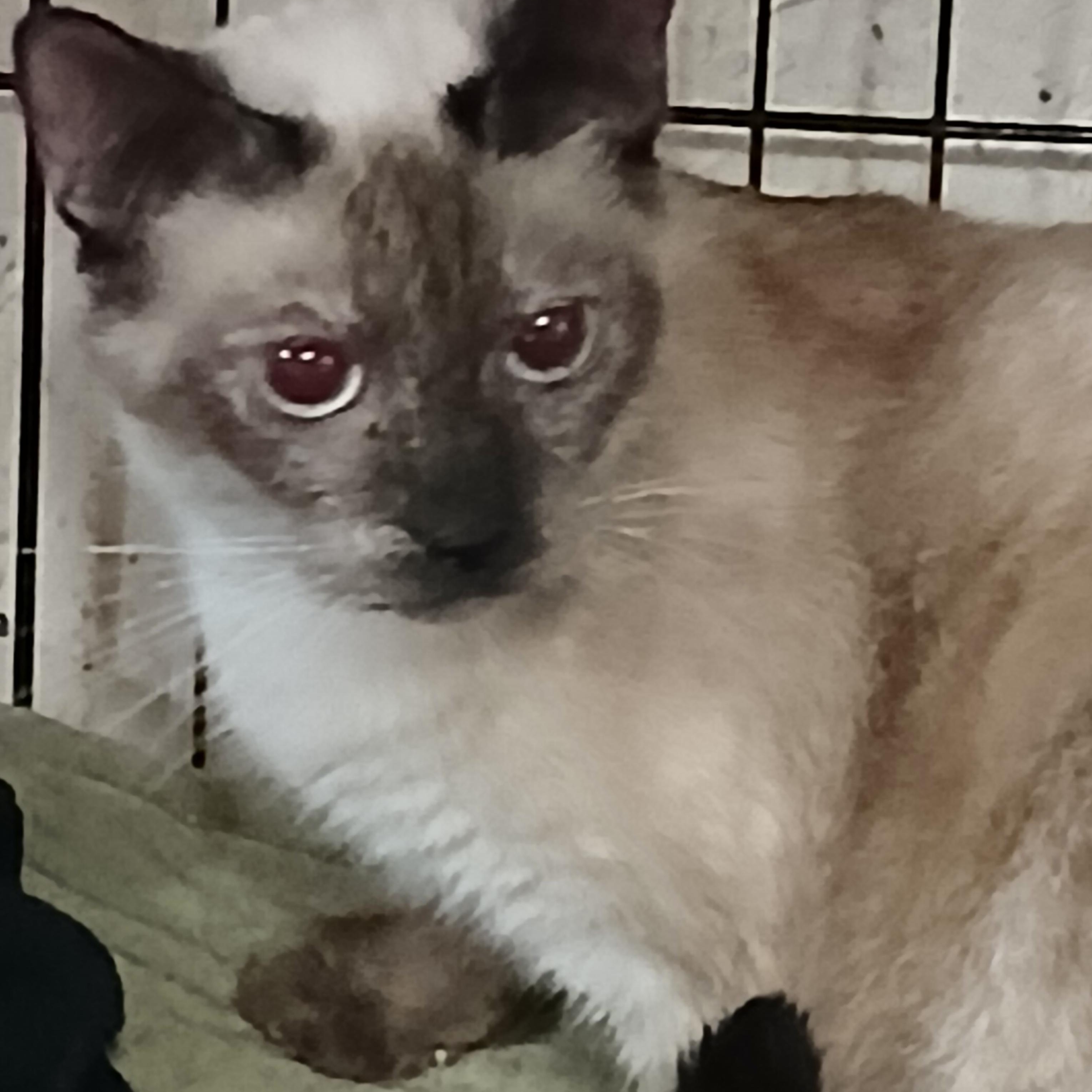 Lava Lamp Lullaby, Adoptable, Young Female Siamese.