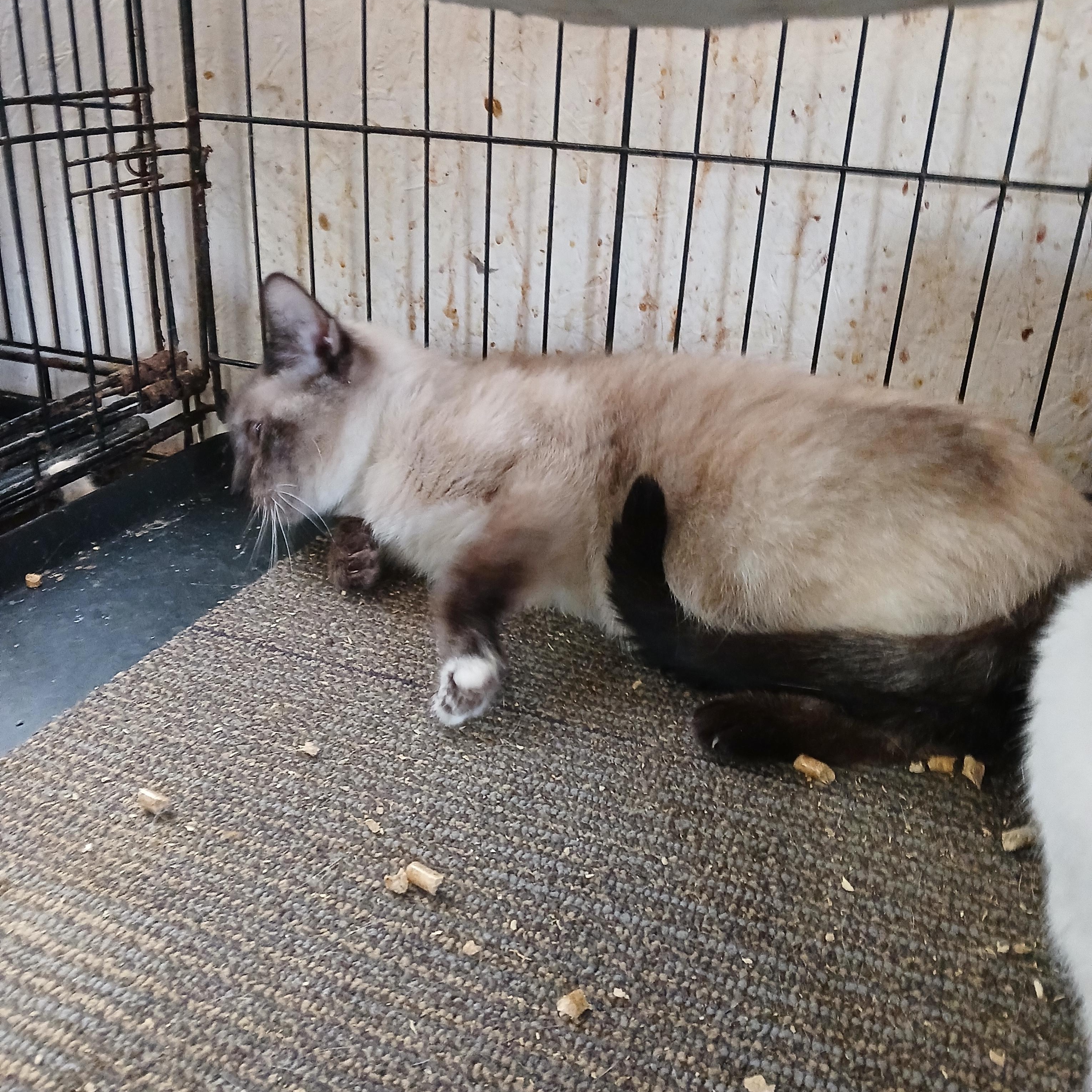 Enlarge Lava Lamp Lullaby, a Adoptable Siamese in Eaton Rapids, MI image 2/4