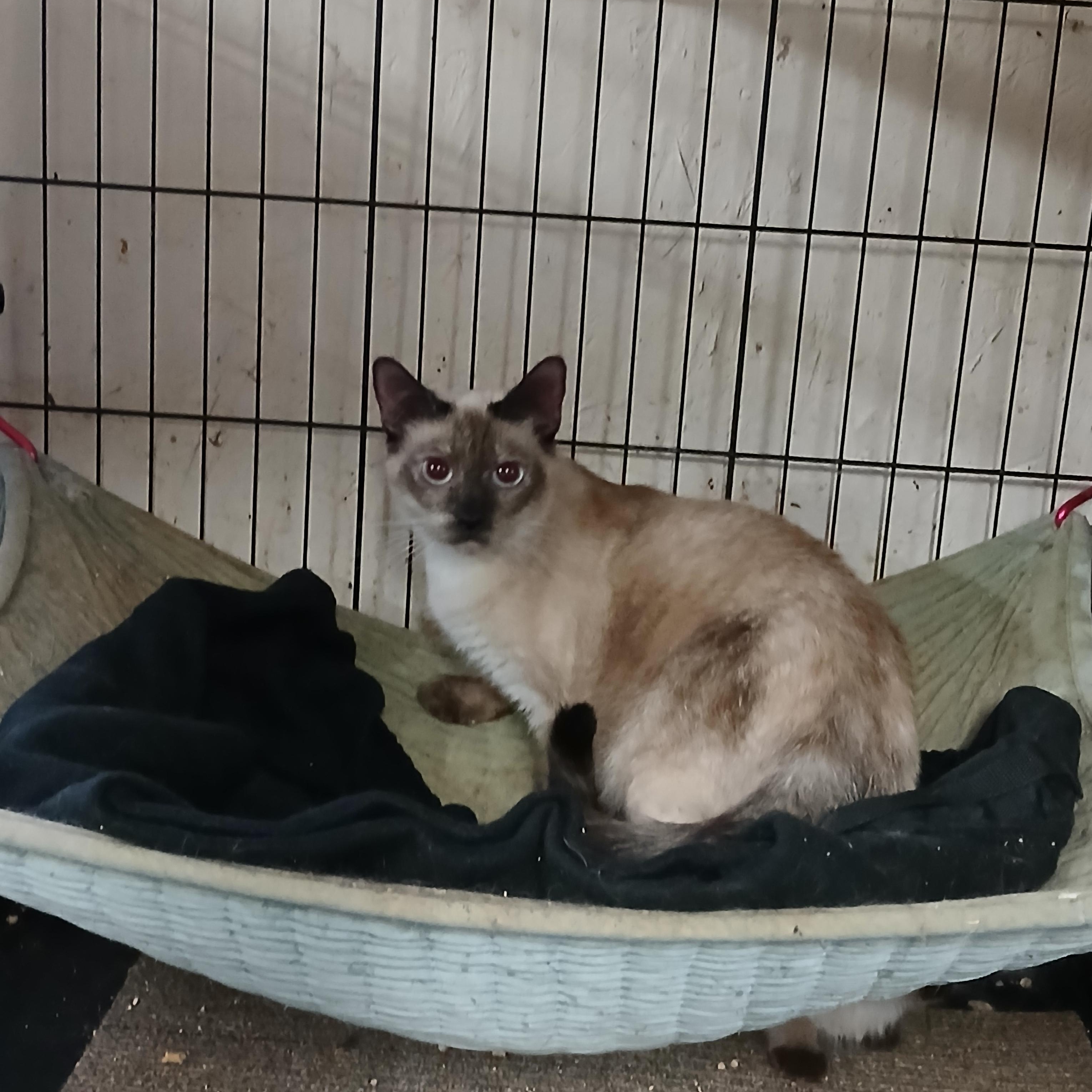 Enlarge Lava Lamp Lullaby, a Adoptable Siamese in Eaton Rapids, MI image 3/4