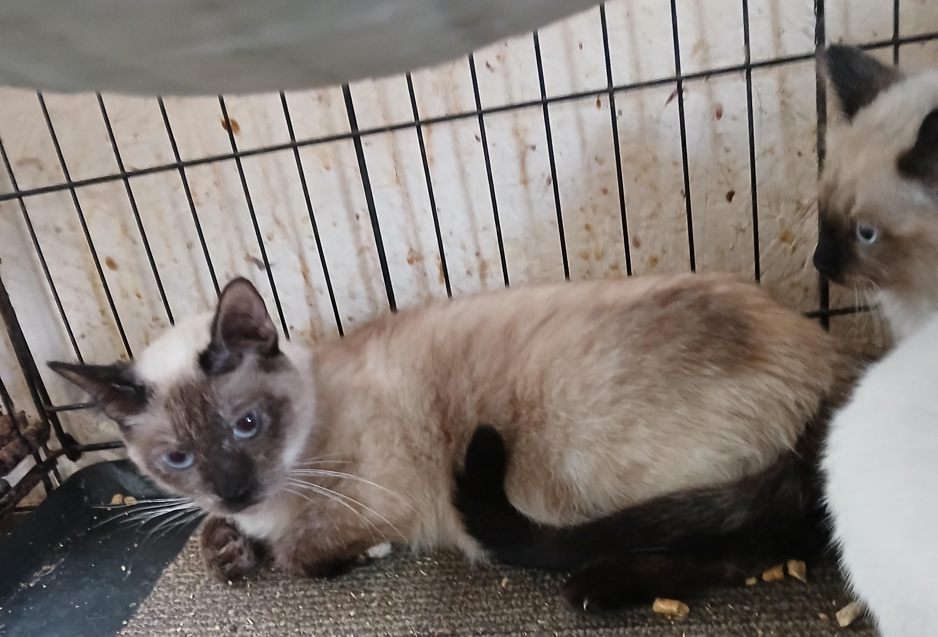 Enlarge Lava Lamp Lullaby, a Adoptable Siamese in Eaton Rapids, MI image 4/4