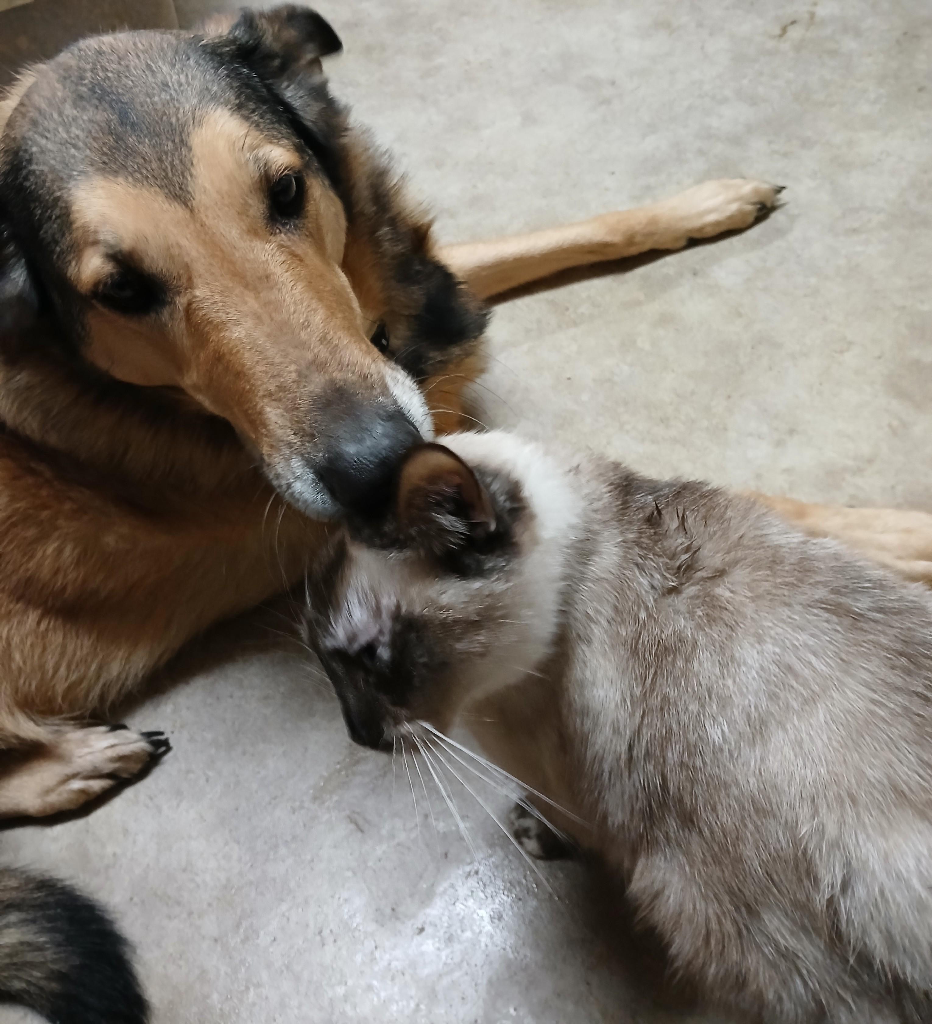 Lava Lamp Lullaby, a Adoptable Siamese in Eaton Rapids, MI image 5/6