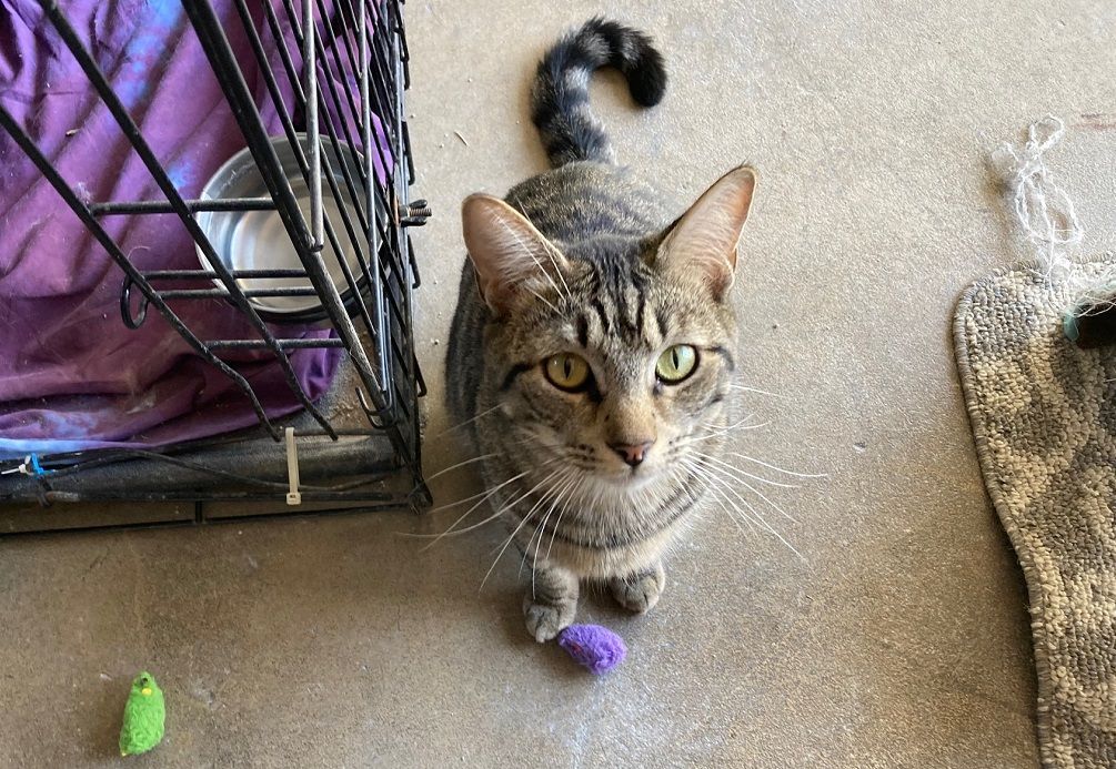 Enlarge Micah, a Adoptable Tabby in Midway City, CA image 1/8