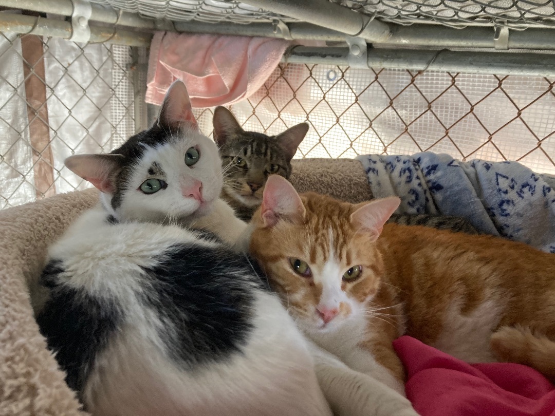 Enlarge Micah, a Adoptable Tabby in Midway City, CA image 2/8