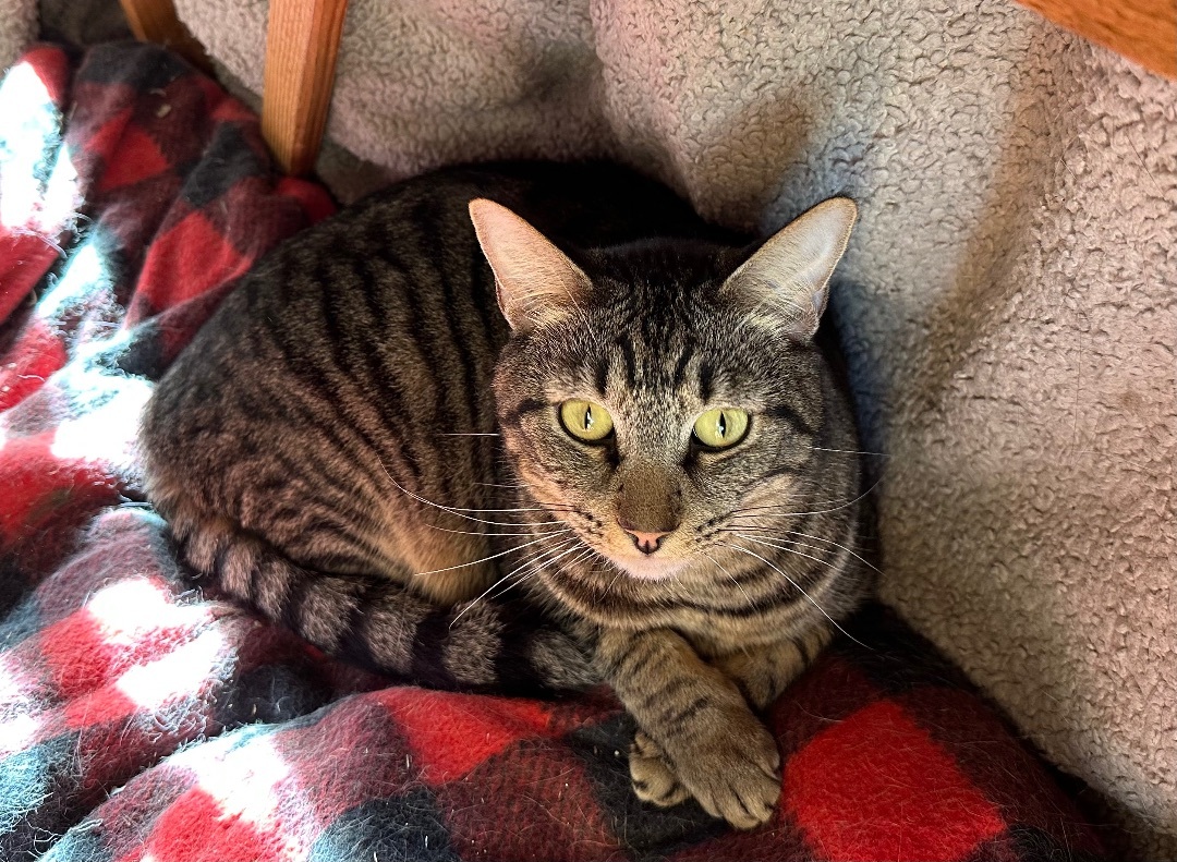 Enlarge Micah, a Adoptable Tabby in Midway City, CA image 3/8