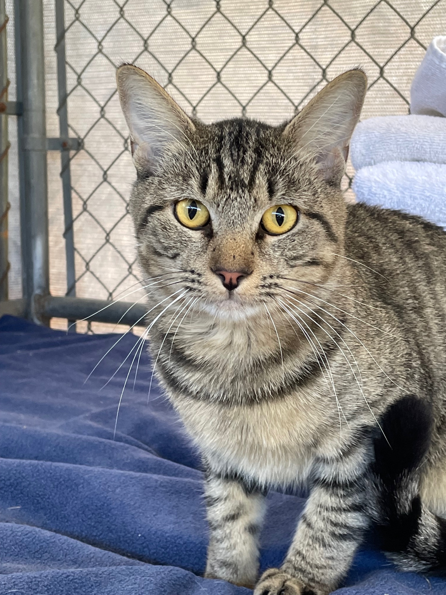 Enlarge Micah, a Adoptable Tabby in Midway City, CA image 4/8