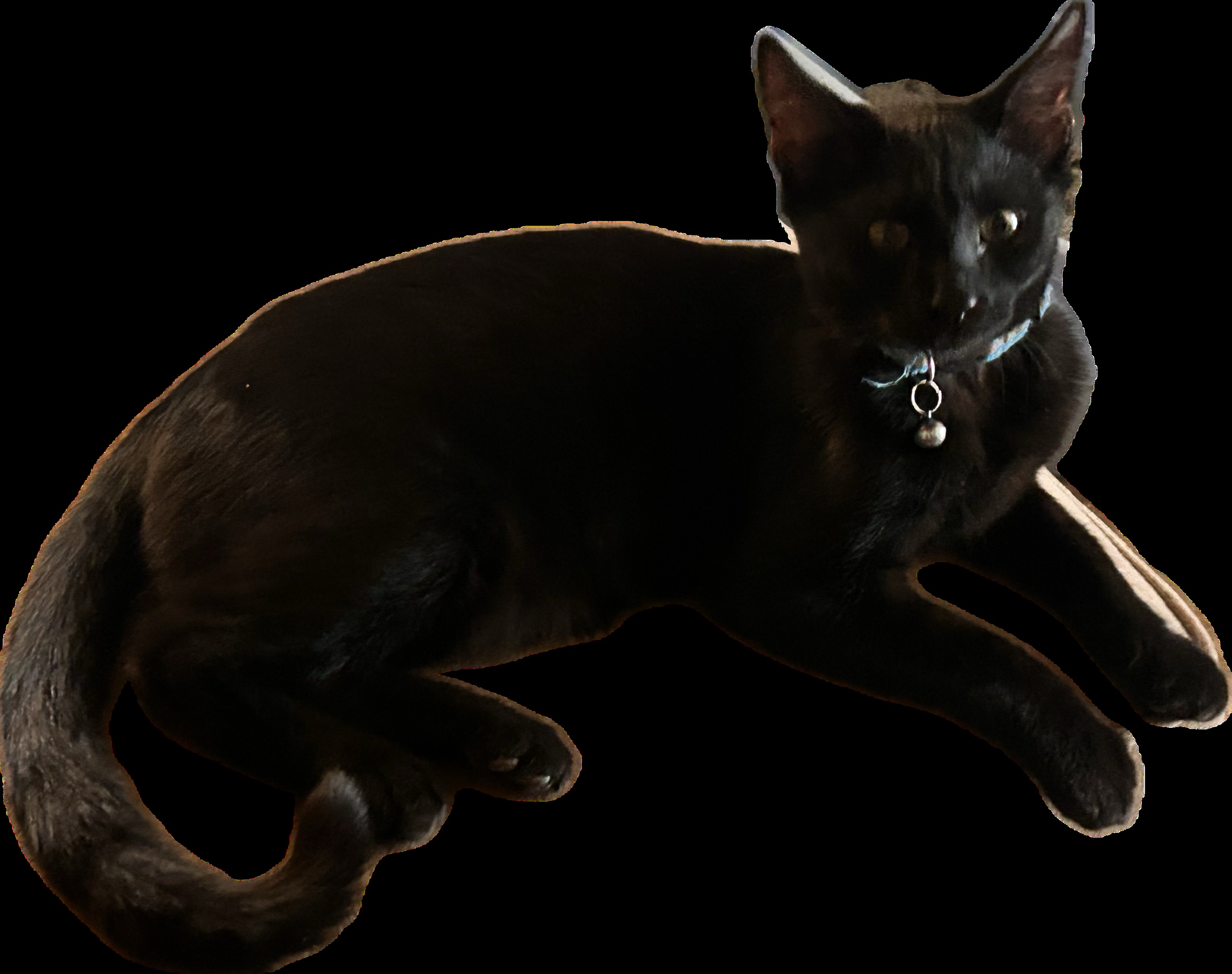 Sam, an adoptable Domestic Short Hair in Sonora, CA_image-1