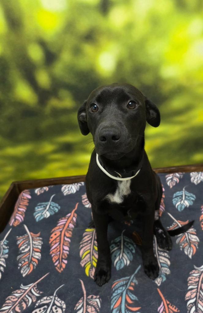 Sydney, Adoptable, Puppy Female Labrador Retriever.